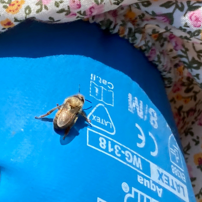 もふもふちゃん☁