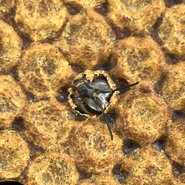 「神秘的な生命の誕生を、どうぞご堪能あれ！」