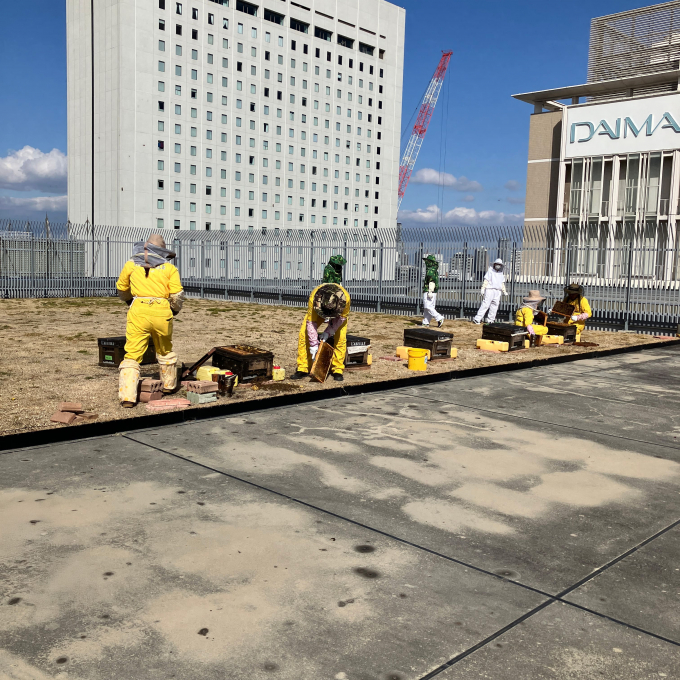 大丸心斎橋店屋上都市養蜂活動が始まりました