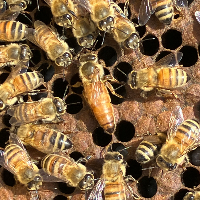 そーです！わたしが女王バチです！