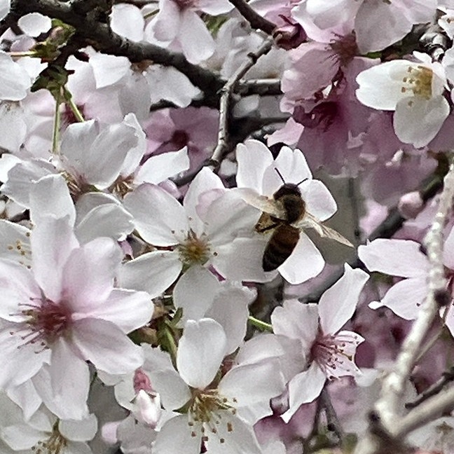 今年も大丸桜に屋上みつばちがやってきた！