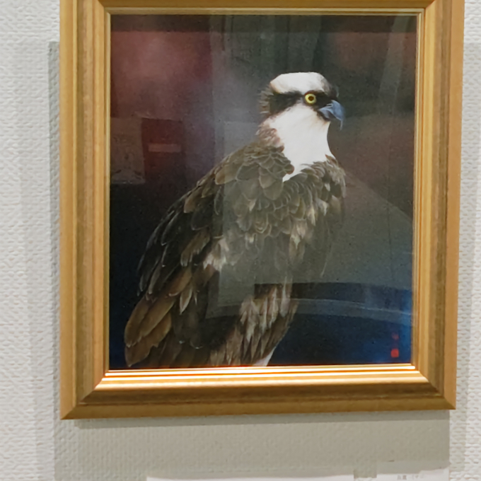 「 谷上裕二　油彩画展　-鳥とともに、自然とともに- 」開催中
