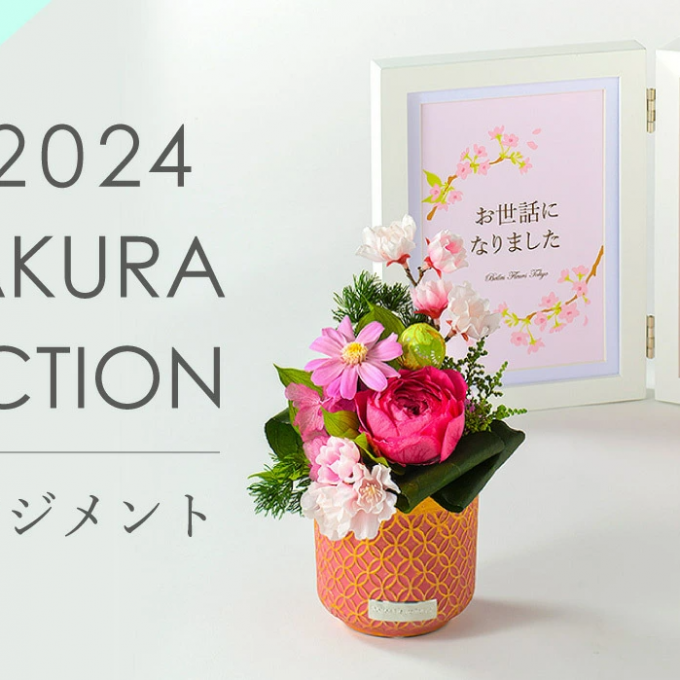 2024 SAKURA COLLECTION のご紹介