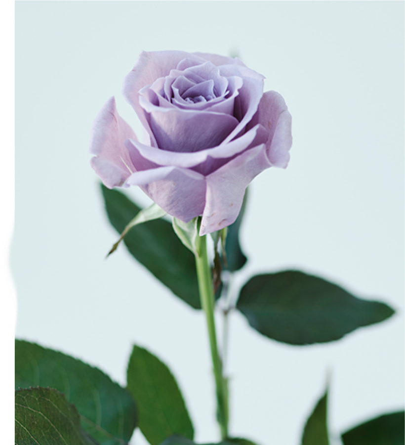 ワンランク上のお線香【花風プラチナ】