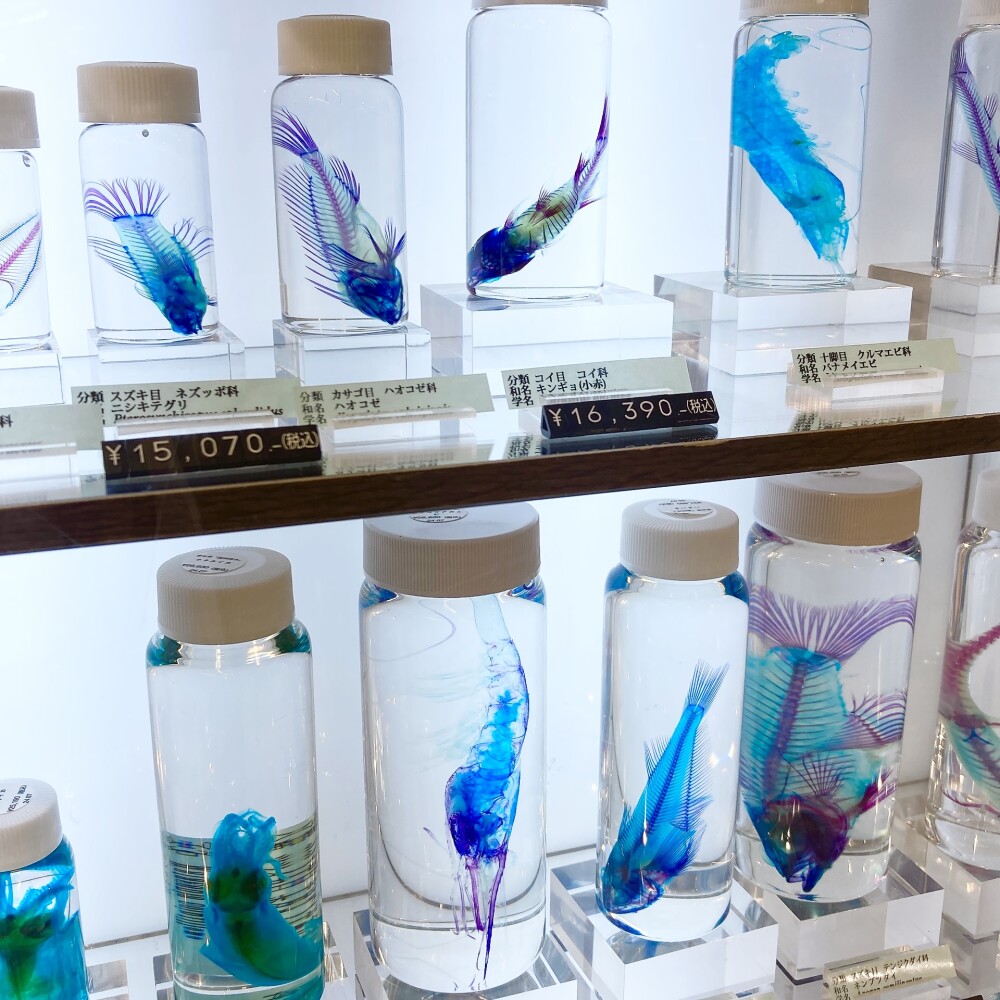美しい透明標本🐟✨