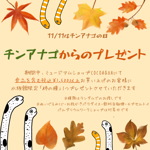11/11はチンアナゴの日！キャンペーン開催♪