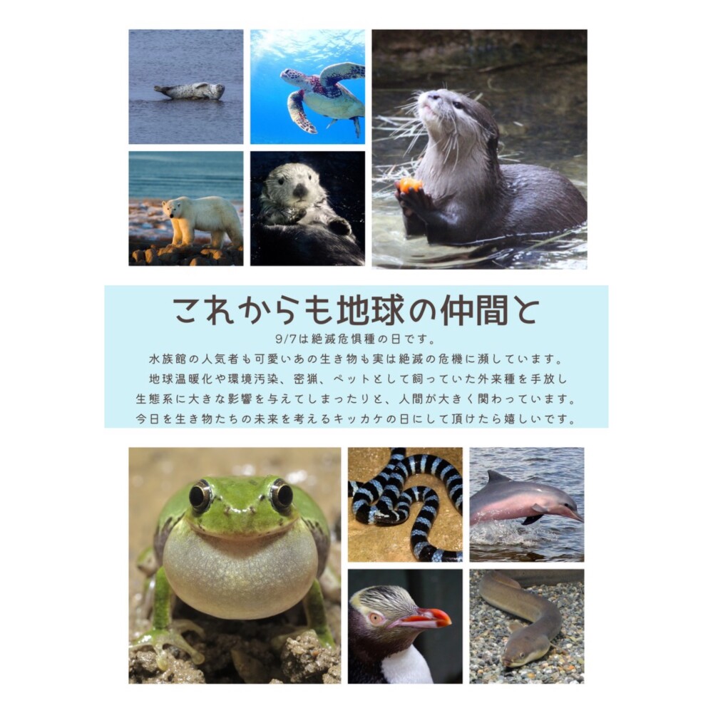 🐸9/7🐸　絶滅危惧種の日