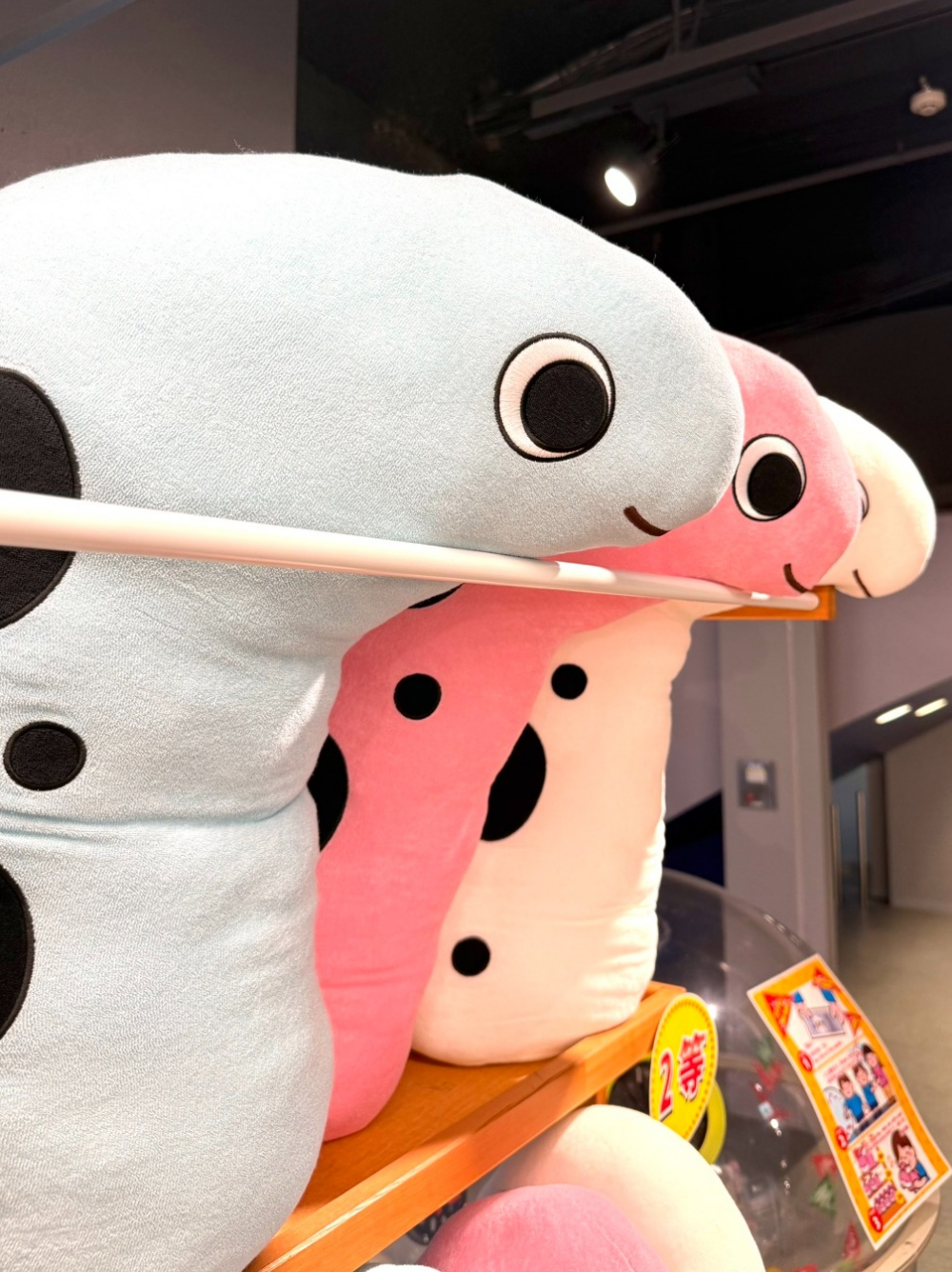 【ゆらゆら、ひょっこり】ショップにチンアナゴたちが大集合！癒やしの海の世界へようこそ🌊