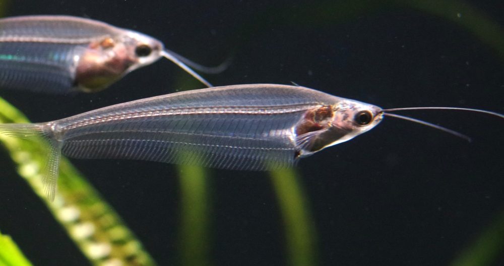 スマートアクアリウム通信vol.36