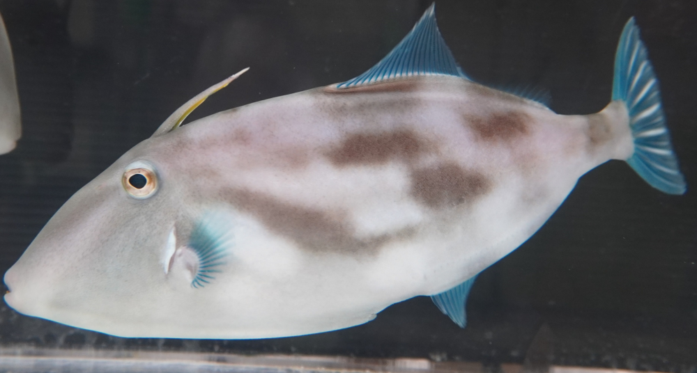 スマートアクアリウム通信vol.34