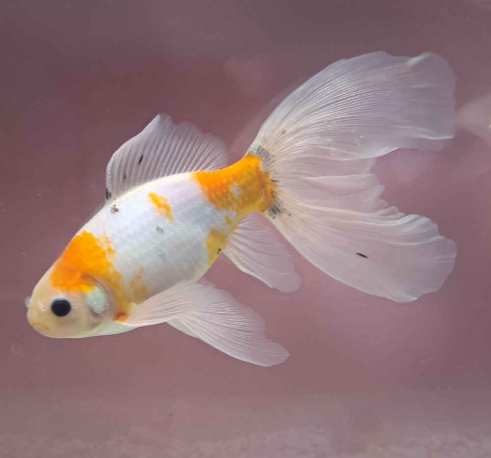 スマートアクアリウム通信vol.35