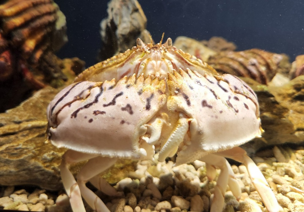 スマートアクアリウム通信vol.32