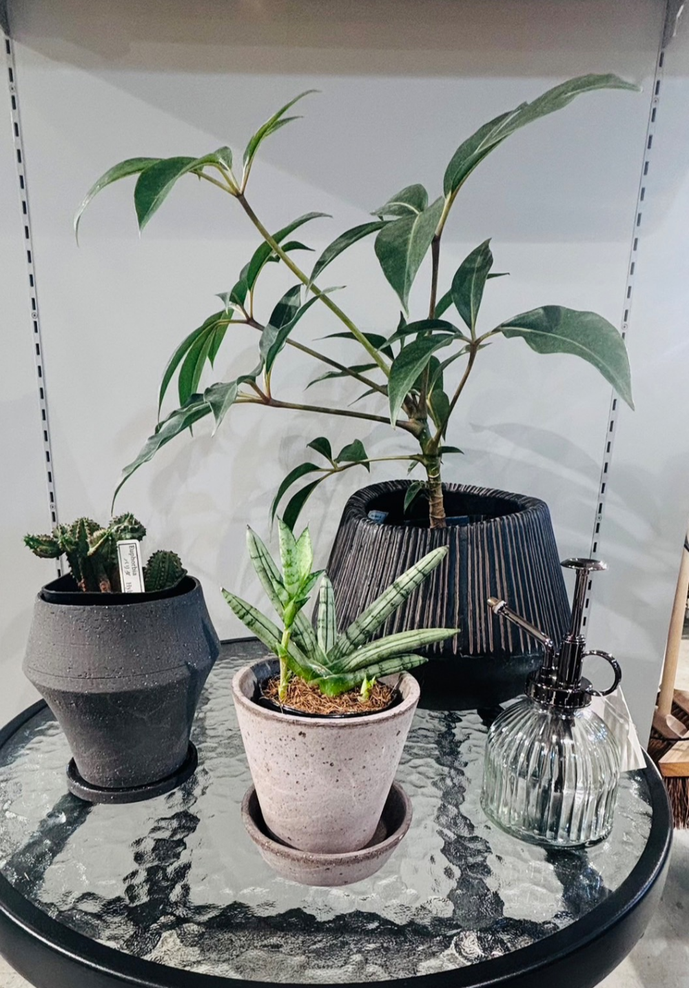 【新入荷】 ✨店内に新しい緑が仲間入り✨