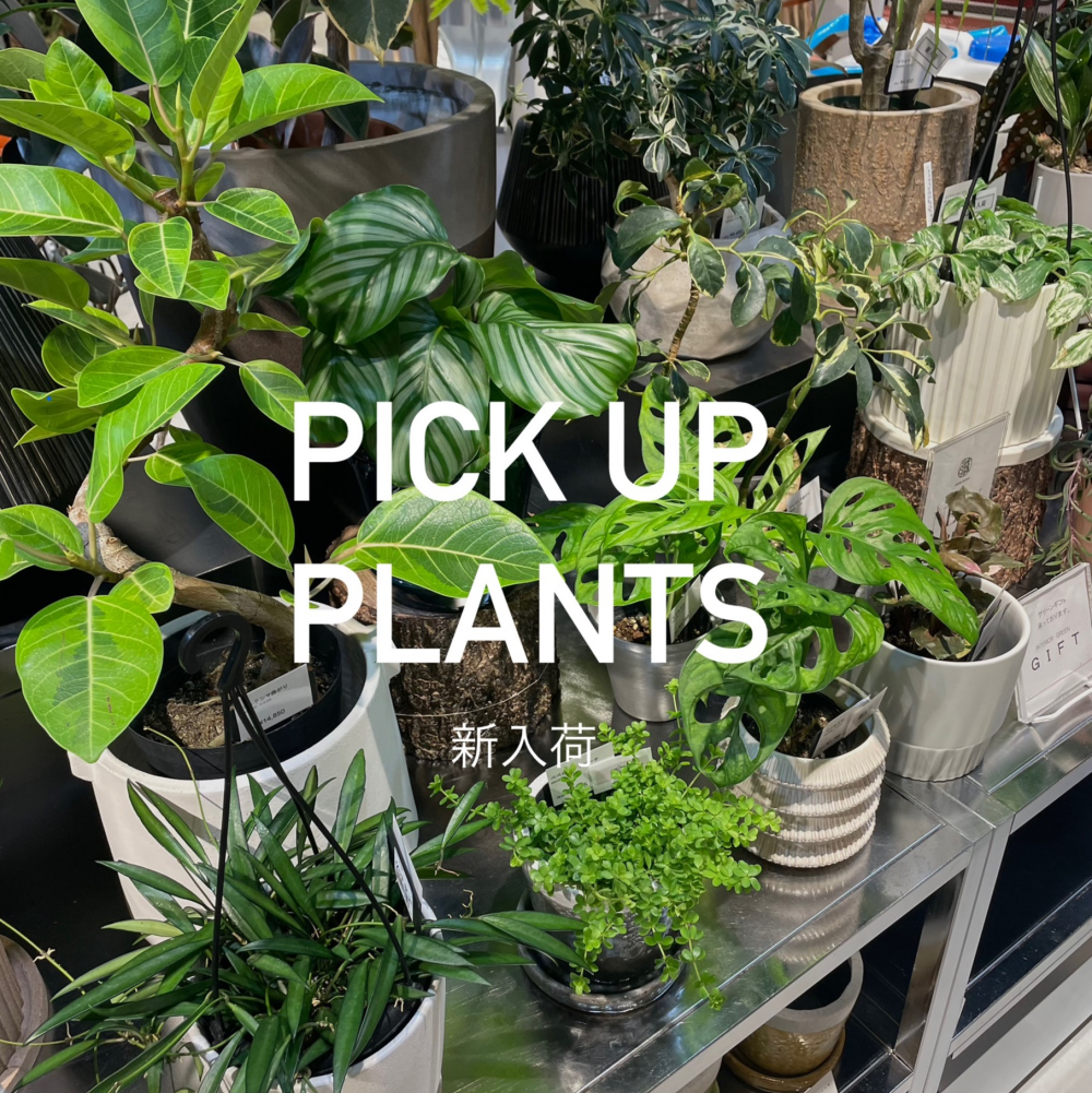観葉植物　新入荷のご案内