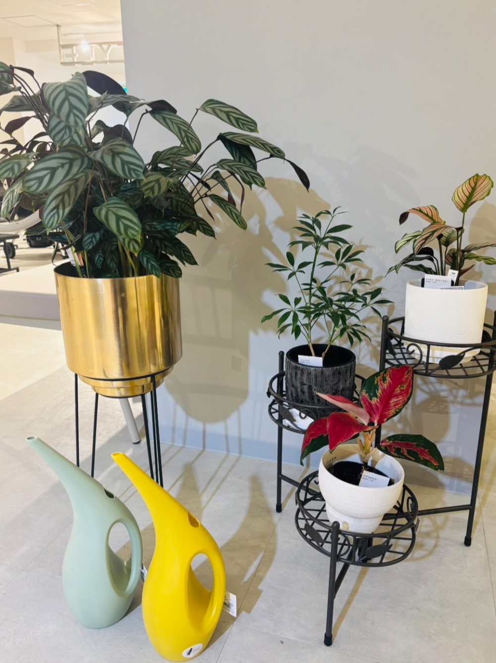 【新入荷】お店がもっと涼しげに✨ 店内に新しい緑が仲間入りしました。✨