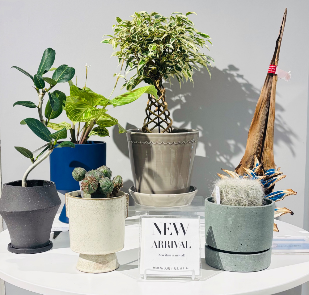 【植栽新入荷】お店がもっと賑やかに✨ 店内に新しい緑が仲間入りしました。✨