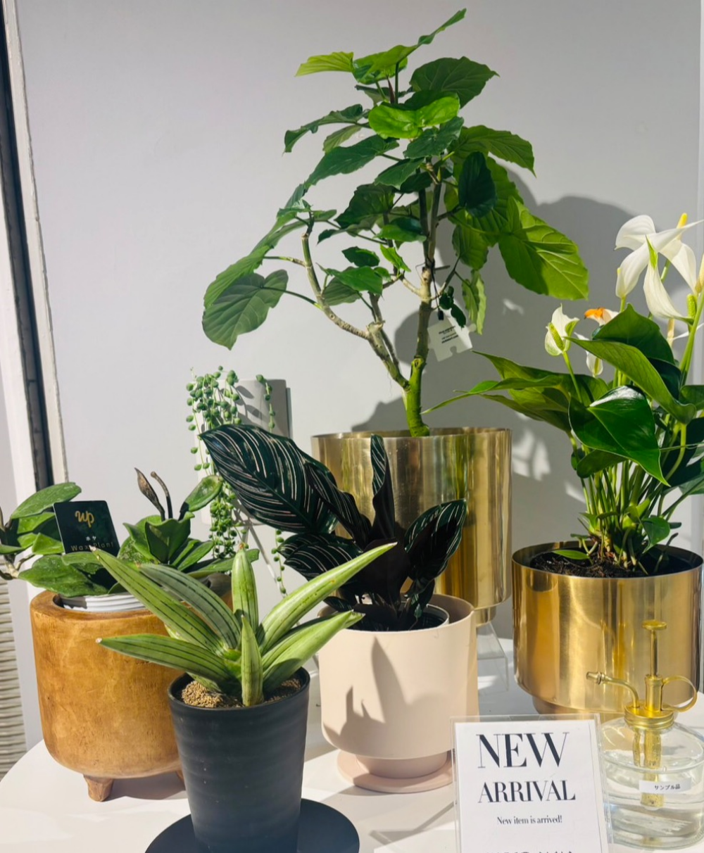 【植栽新入荷】✨ 店内に新しい緑が仲間入りしました。✨