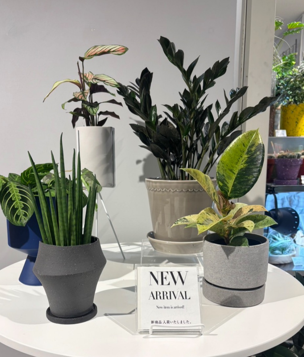 【新入荷】お店がもっと涼しげに✨ 店内に新しい緑が仲間入りしました。✨