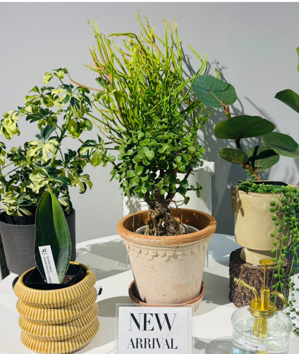 【新入荷】✨ 店内に新しい緑が仲間入りしました。✨