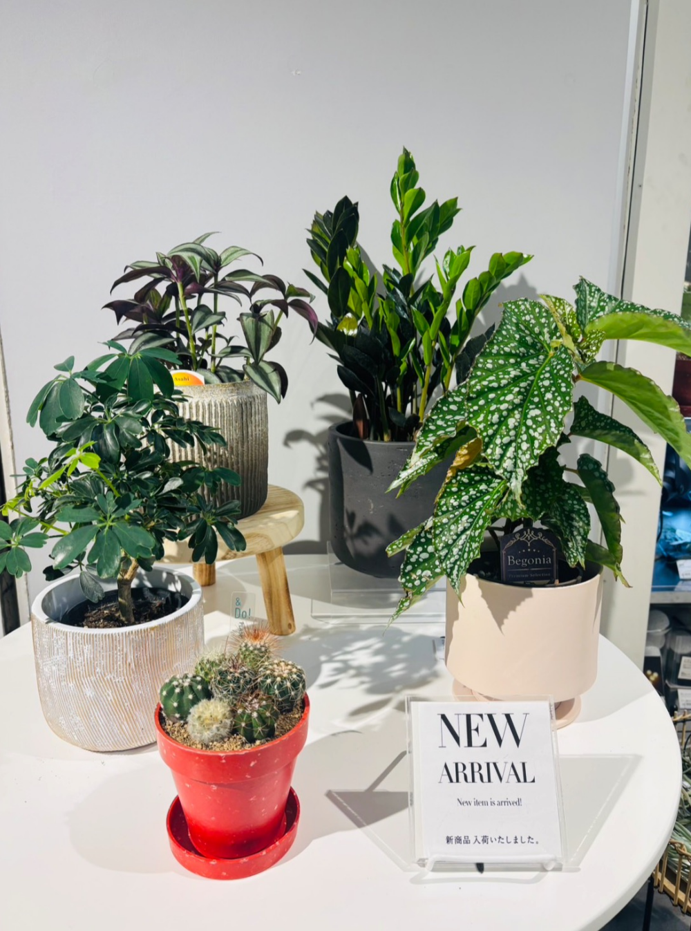 【植栽新入荷】✨ 店内に新しい緑が仲間入りしました。✨