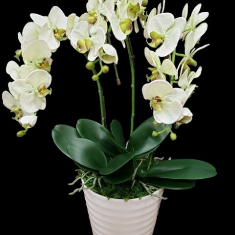 直営店に限定 🌼🌼生花の「胡蝶蘭鉢植え」を造花にリメイク🌼🌼 富士ギフト | 鉢花
