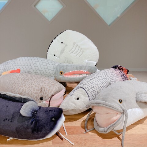 珍しい海の仲間がかわいいぬいぐるみになりました！ | ココアクア