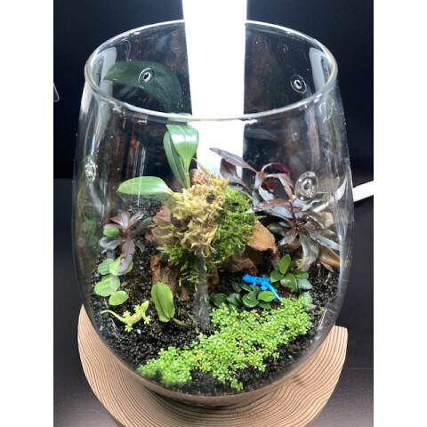 2024年パルダリウム挑戦してみませんか？ | ココアクア | 松坂屋静岡店