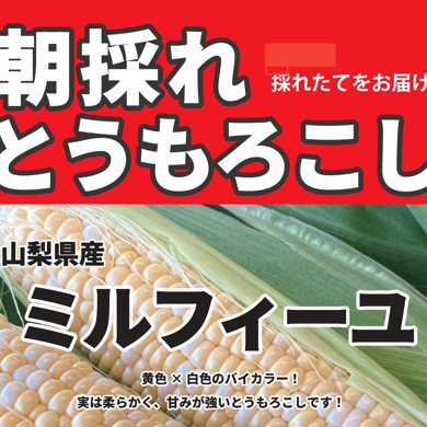 【本館地階　生鮮】朝採れとうもろこし販売！
