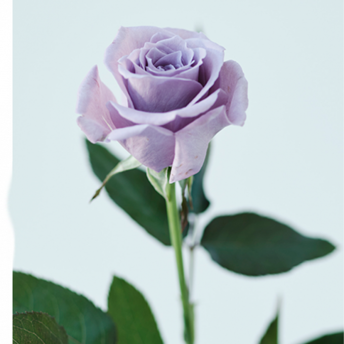 ワンランク上のお線香【花風プラチナ】