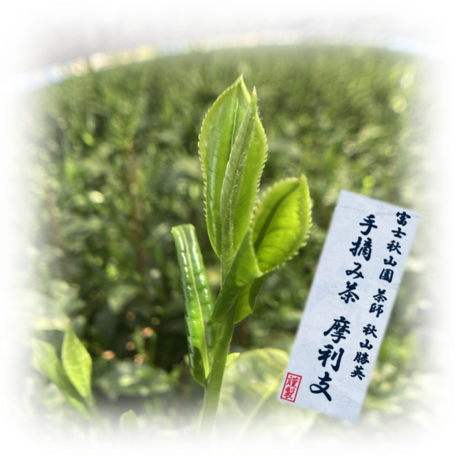 【幻のお茶】入荷しました❗