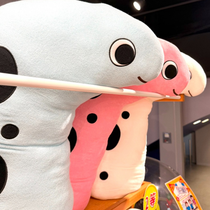 【ゆらゆら、ひょっこり】ショップにチンアナゴたちが大集合！癒やしの海の世界へようこそ🌊