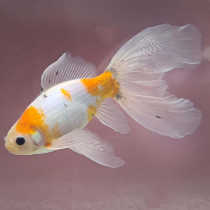 スマートアクアリウム通信vol.35