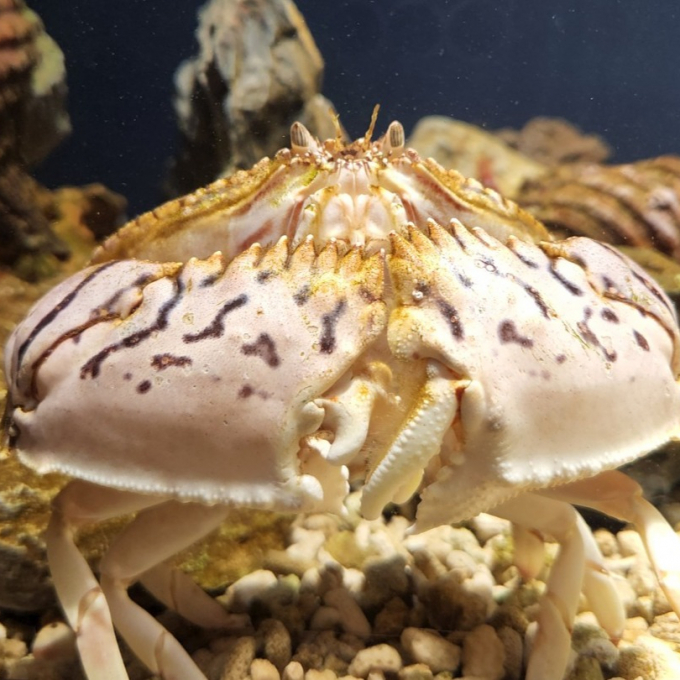 スマートアクアリウム通信vol.32