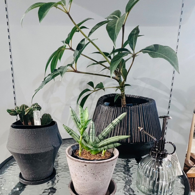 【新入荷】 ✨店内に新しい緑が仲間入り✨