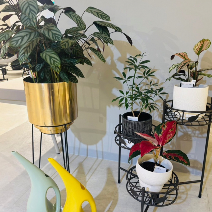 【新入荷】お店がもっと涼しげに✨ 店内に新しい緑が仲間入りしました。✨