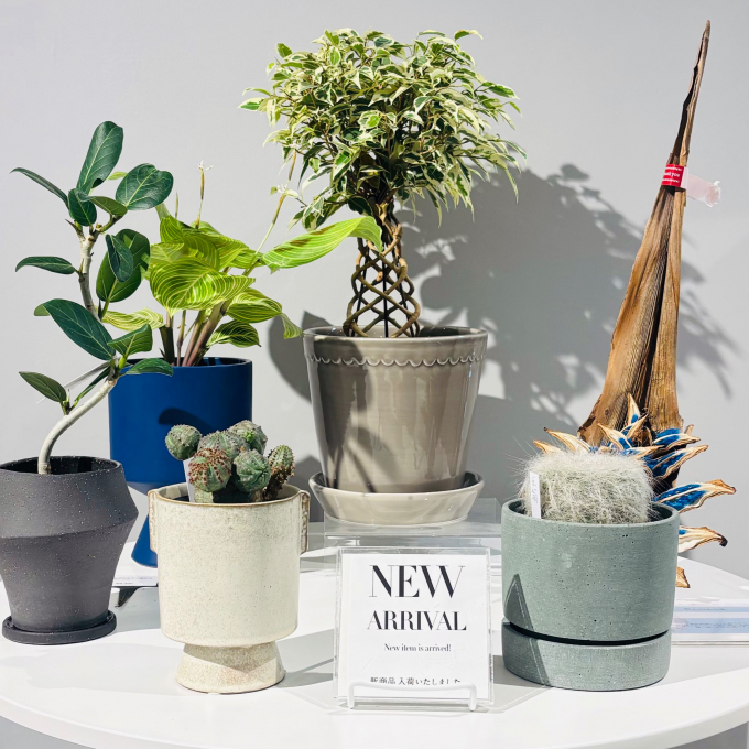 【植栽新入荷】お店がもっと賑やかに✨ 店内に新しい緑が仲間入りしました。✨