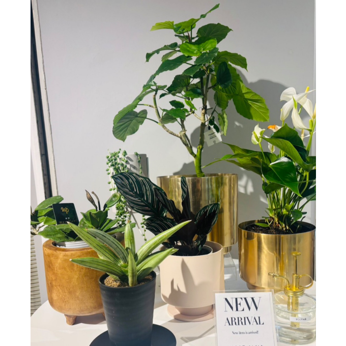 【植栽新入荷】✨ 店内に新しい緑が仲間入りしました。✨