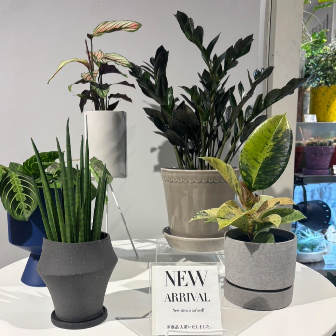 【新入荷】お店がもっと涼しげに✨ 店内に新しい緑が仲間入りしました。✨