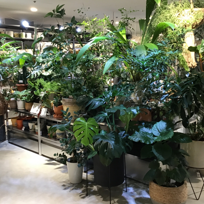 【新入荷】🍀観葉植物入荷のご案内🍀