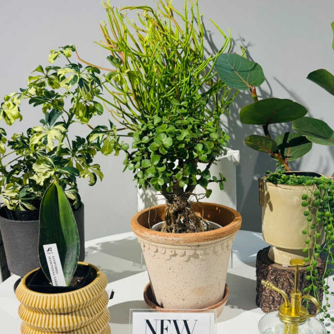【新入荷】✨ 店内に新しい緑が仲間入りしました。✨