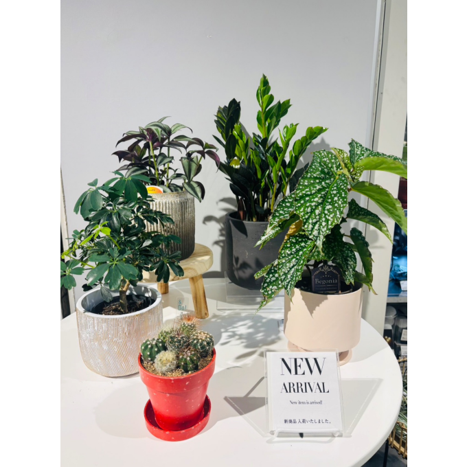 【植栽新入荷】✨ 店内に新しい緑が仲間入りしました。✨