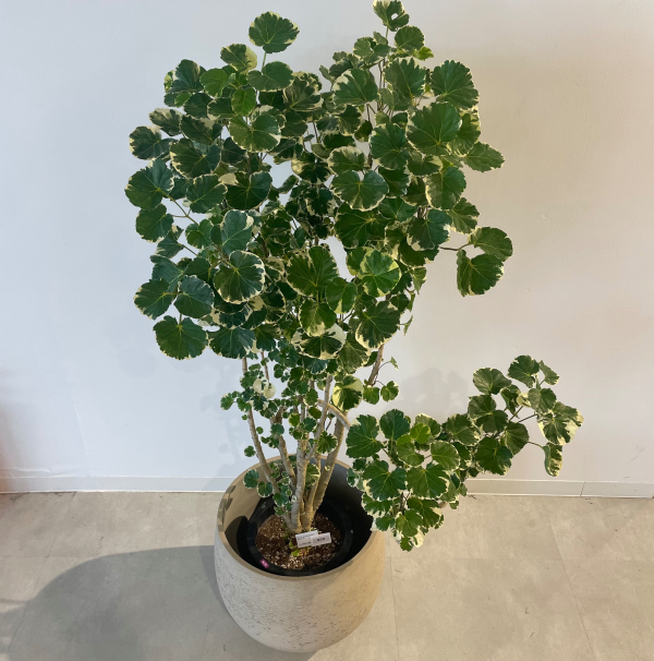 その他観葉植物 kona 観葉植物 ドラセナ ゴッドセフィアーナ 4号 オーセ 1 W ホワイト