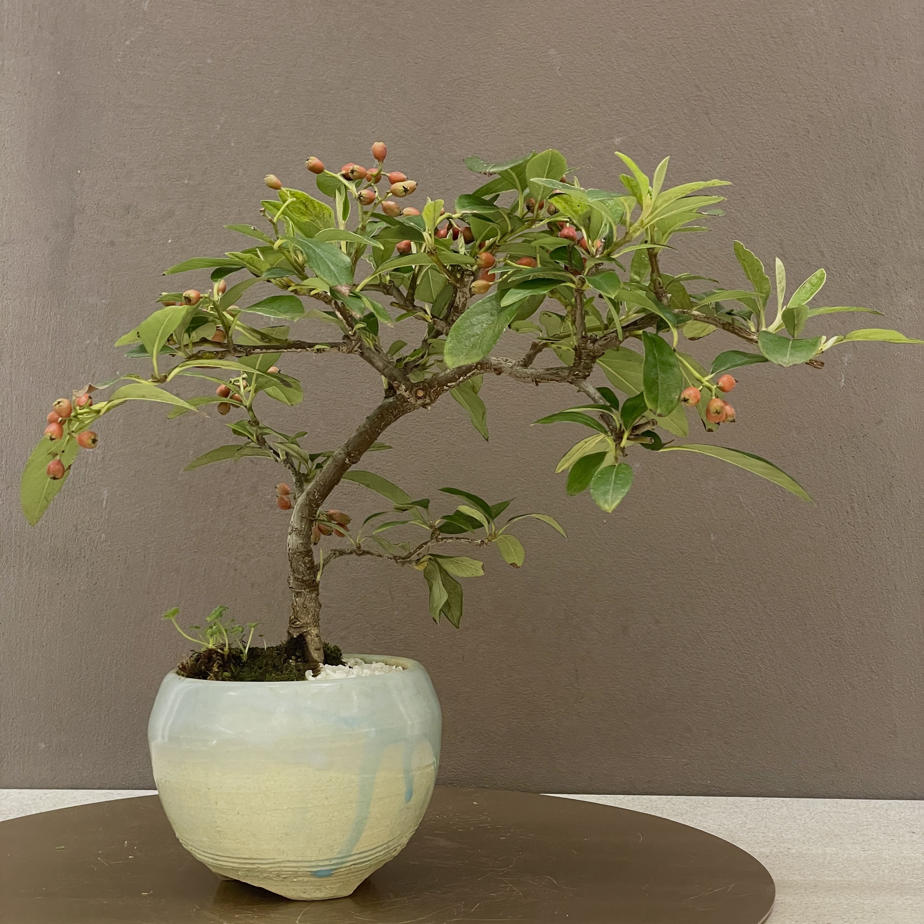 実ものの秋 | 清香園 | 大丸東京店公式 SHOP BLOG