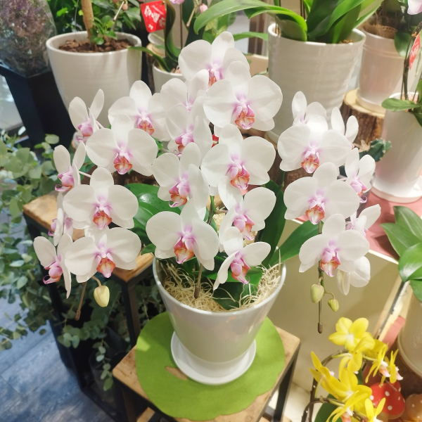 ミニ胡蝶蘭入荷しました💐 | サトウ花店 | 大丸梅田店公式 SHOP BLOG
