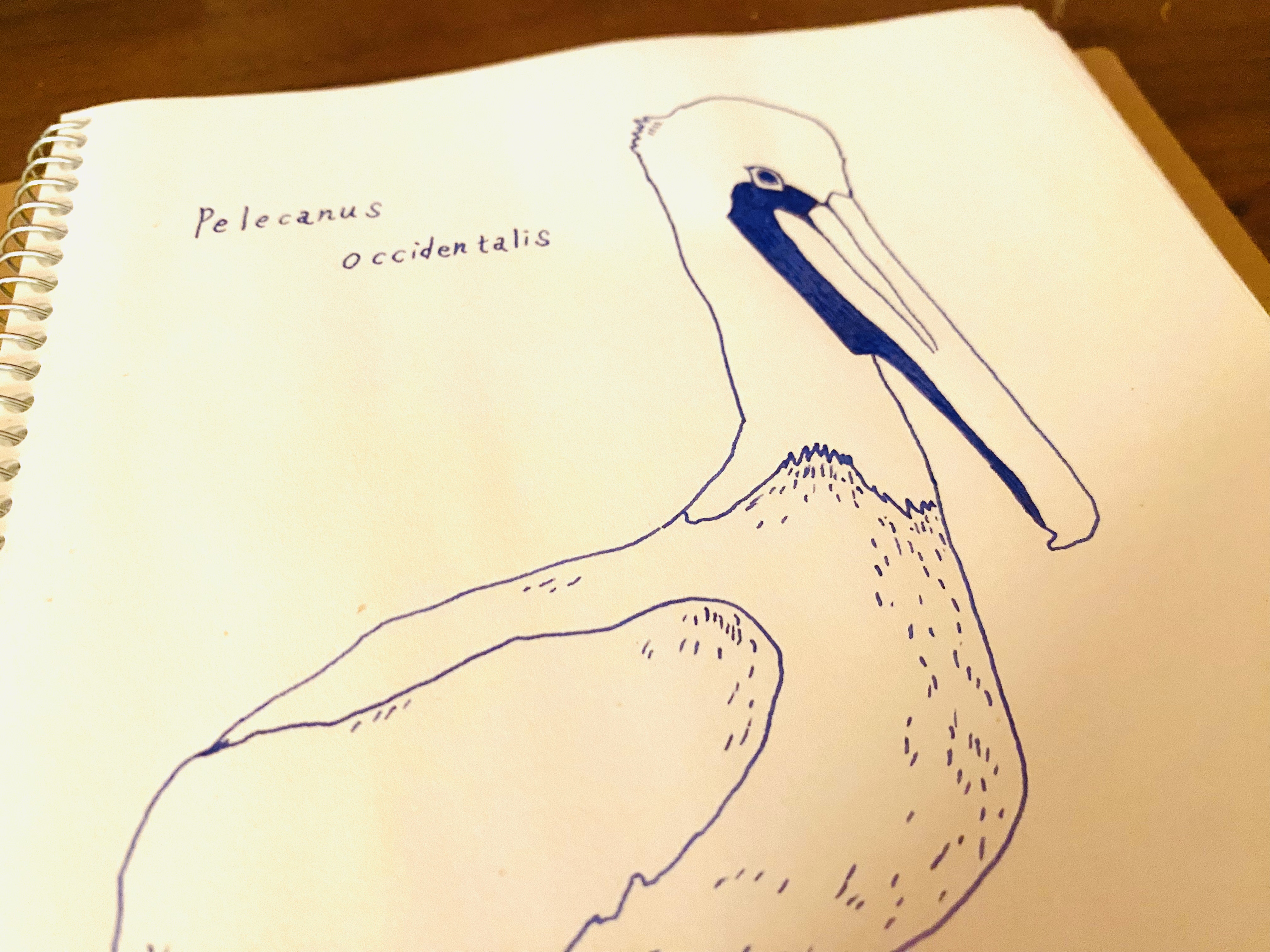 万年筆✒︎で絵を書いてみませんか✨ペリカーノジュニア万年筆 万年筆✒︎で絵を書いてみませんか✨ペリカーノジュニア万年筆