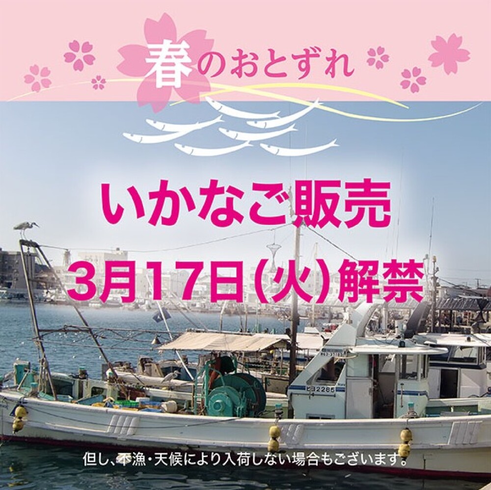 いかなご販売3/17(火)解禁