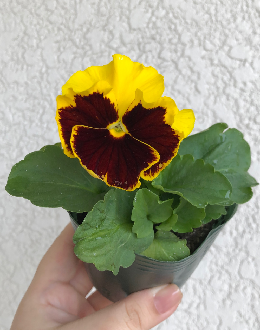 パンジー・ビオラ入荷しました‼️