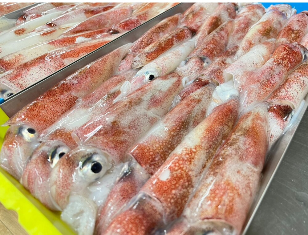 【社長が釣ったシリーズ】イカの季節がやってきた！