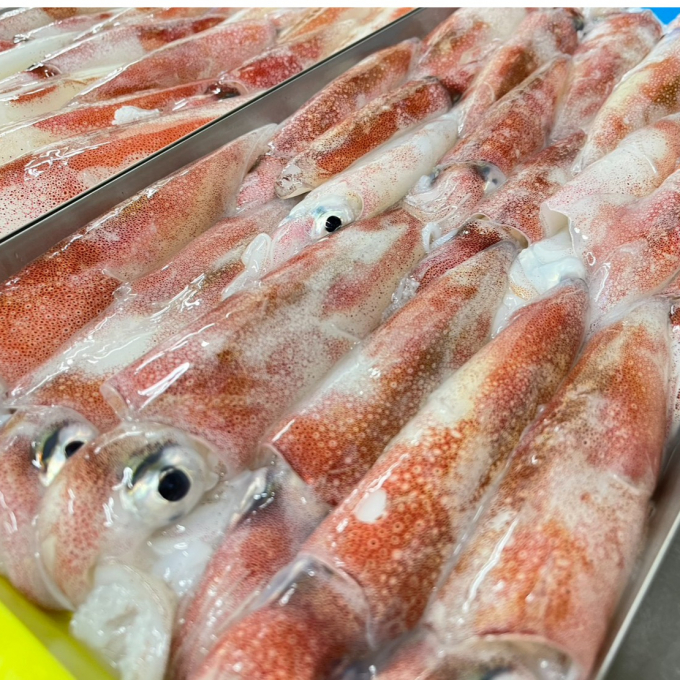 【社長が釣ったシリーズ】イカの季節がやってきた！