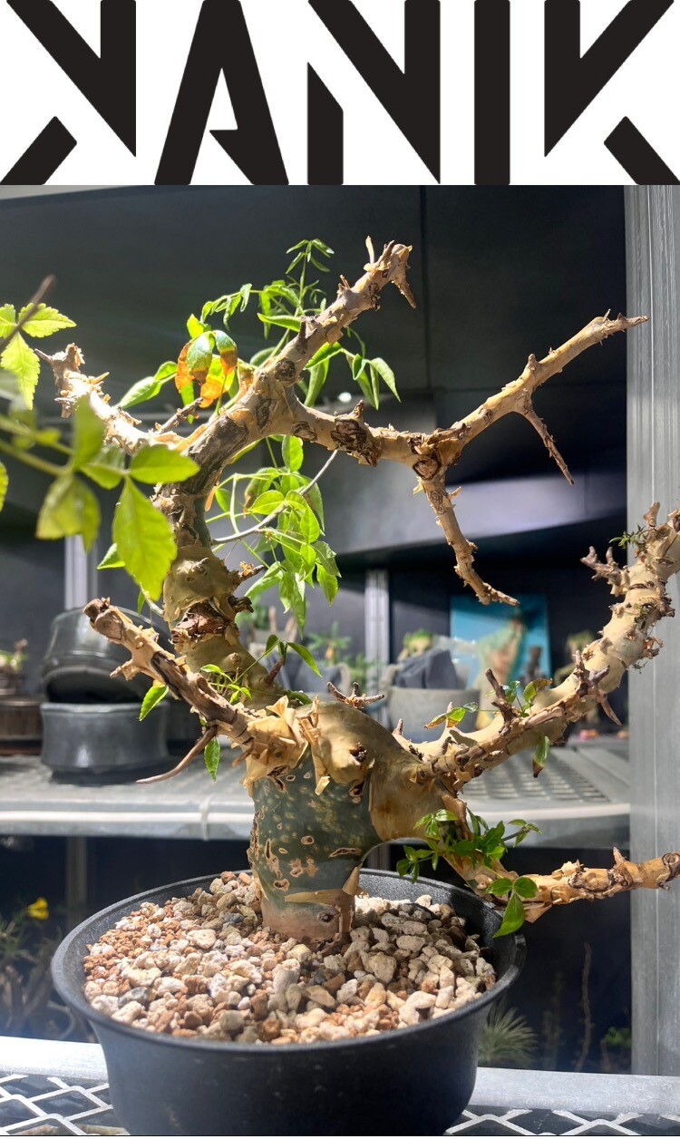  【本日オープン】塊根植物専門店　「KANIK（カニック）」